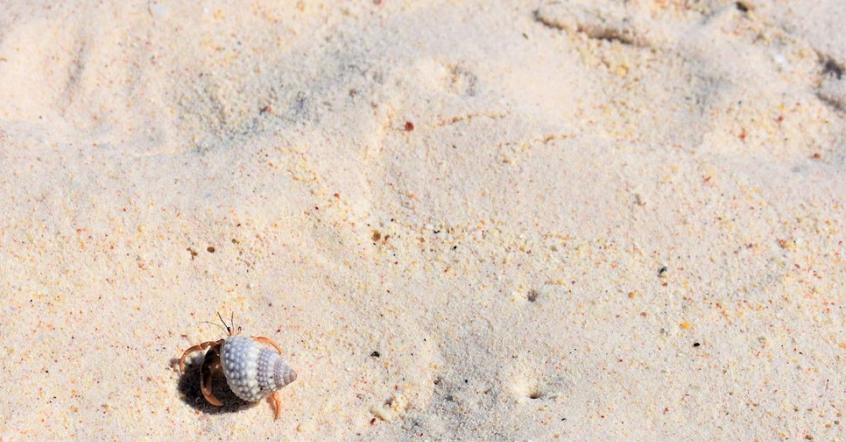 Comparison of Top Tier gas brands - Costco, Exxon, Shell, Chevron, Mobil