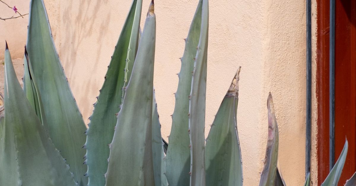 Southwest companion pass guide 2023 - Save 135,000 without spending.