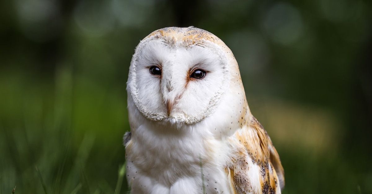 Unlock more scholarships with Scholarship Owl - a review.