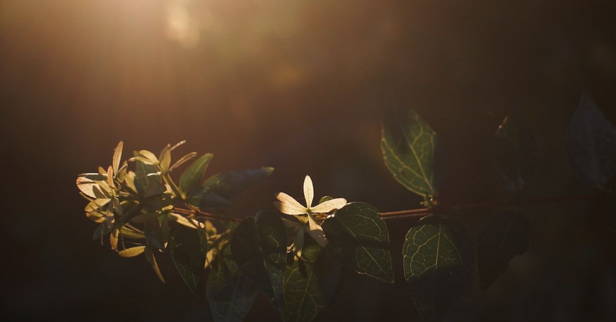 Review of the ACE Flare Account by MetaBank