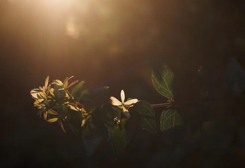 Review of the ACE Flare Account by MetaBank